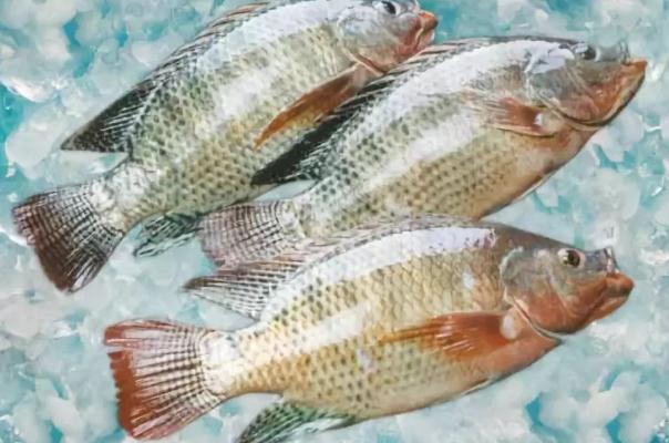羅非魚(yú)會(huì)過(guò)敏嗎 過(guò)敏體質(zhì)的人可以吃羅非魚(yú)嗎
