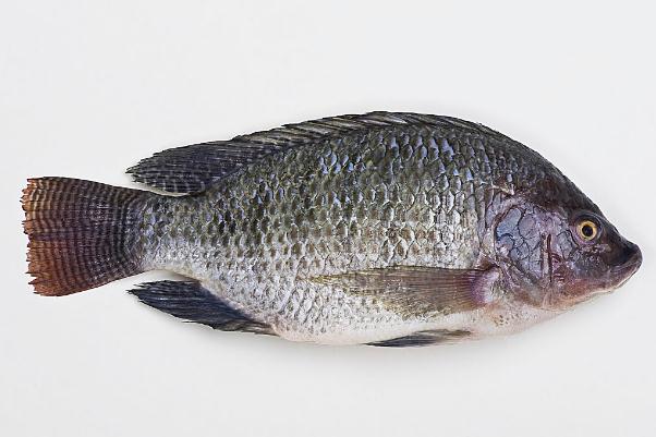 羅非魚(yú)會(huì)過(guò)敏嗎 過(guò)敏體質(zhì)的人可以吃羅非魚(yú)嗎