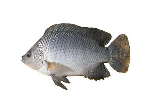 羅非魚(yú)會(huì)過(guò)敏嗎 過(guò)敏體質(zhì)的人可以吃羅非魚(yú)嗎
