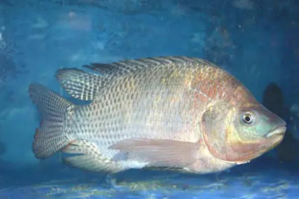 吃羅非魚(yú)對(duì)生育有影響嗎 吃羅非魚(yú)對(duì)腎不好