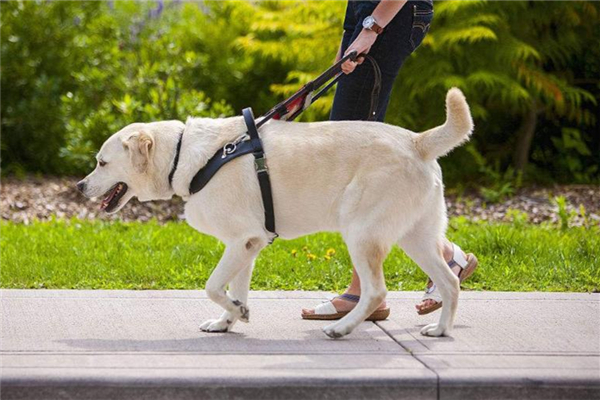 導(dǎo)盲犬可以進入公共場所嗎 導(dǎo)盲犬一般是什么品種