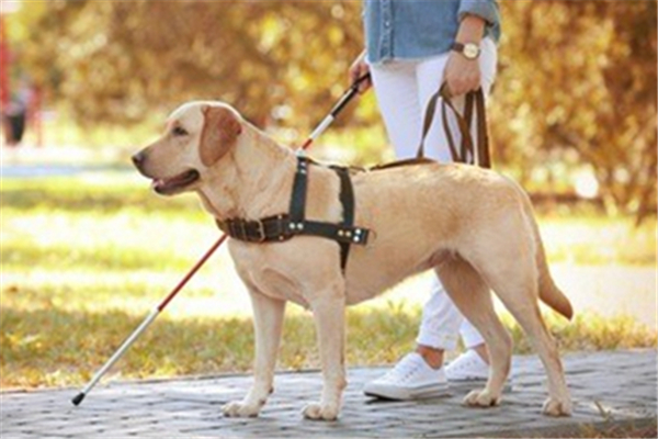 導(dǎo)盲犬可以進(jìn)入公共場所嗎 導(dǎo)盲犬一般是什么品種