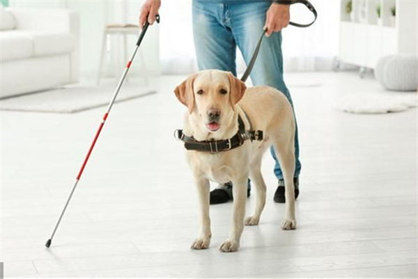 導(dǎo)盲犬可以進入公共場所嗎 導(dǎo)盲犬一般是什么品種