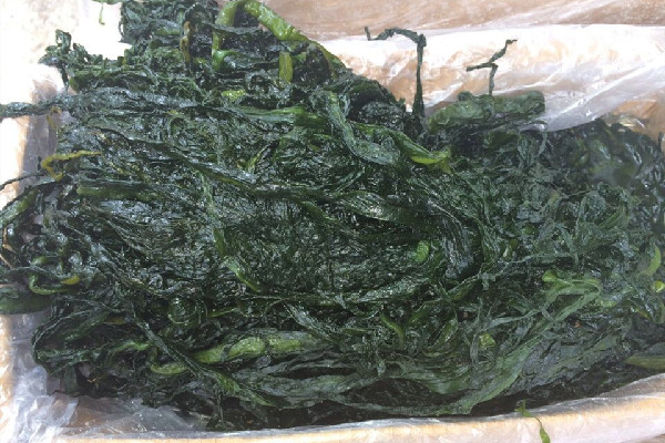 裙帶菜是高嘌呤食物嗎 裙帶菜痛風的人可以吃嗎