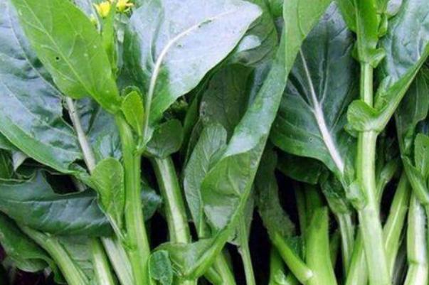 菜苔孕婦可以吃嗎 菜苔的營(yíng)養(yǎng)價(jià)值及功效