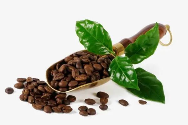 咖啡豆哪個(gè)牌子好喝 咖啡豆是什么樹(shù)的果實(shí)