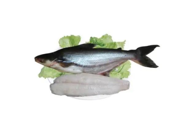 鱈魚(yú)有毒嗎 鱈魚(yú)有多大
