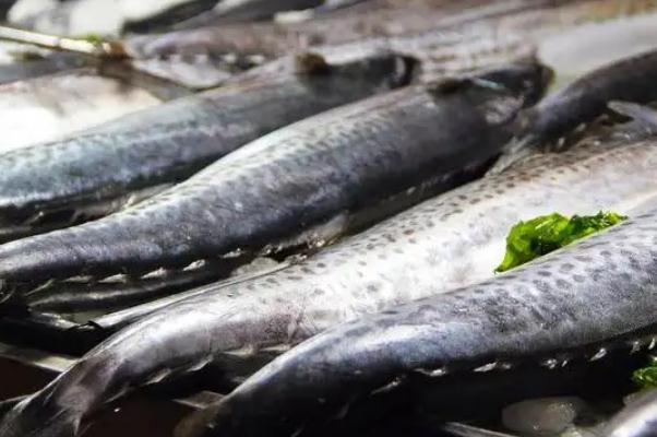 鲅魚(yú)對(duì)身體有什么好處 鲅魚(yú)對(duì)胃好嗎
