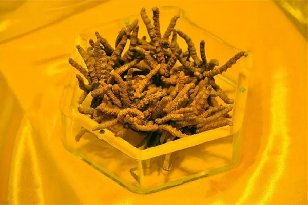 冬蟲(chóng)夏草可以放多久 冬蟲(chóng)夏草會(huì)發(fā)霉嗎