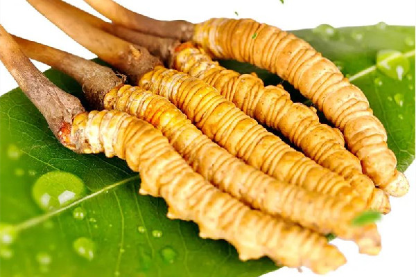 冬蟲(chóng)夏草怎么辨真假 冬蟲(chóng)夏草怎么選擇好壞