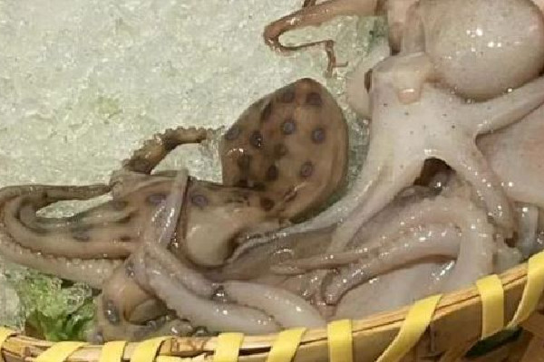 網(wǎng)友稱吃火鍋遇劇毒藍(lán)環(huán)章魚(yú) 藍(lán)環(huán)章魚(yú)煮熟了還有毒嗎