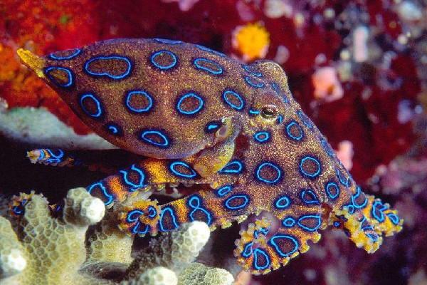 網(wǎng)友稱吃火鍋遇劇毒藍(lán)環(huán)章魚(yú) 藍(lán)環(huán)章魚(yú)煮熟了還有毒嗎