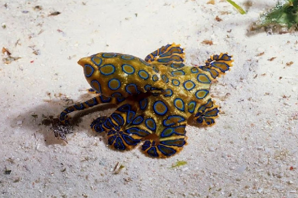 網(wǎng)友稱吃火鍋遇劇毒藍(lán)環(huán)章魚(yú) 藍(lán)環(huán)章魚(yú)煮熟了還有毒嗎