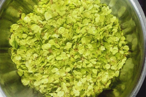 榆錢窩窩頭的家常做法 榆錢窩窩頭蒸多長時(shí)間