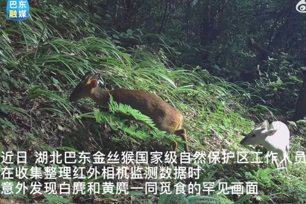 湖北巴東發(fā)現(xiàn)罕見(jiàn)瑞獸白麂 瑞獸的寓意和象征